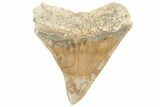 Serrated, Fossil Megalodon Tooth - Indonesia #214954-1